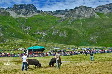 Vallée d'Aoste, batailles de Reines à l'alpage d'Ollomont.