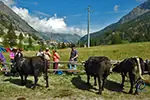 Reines à Cogne