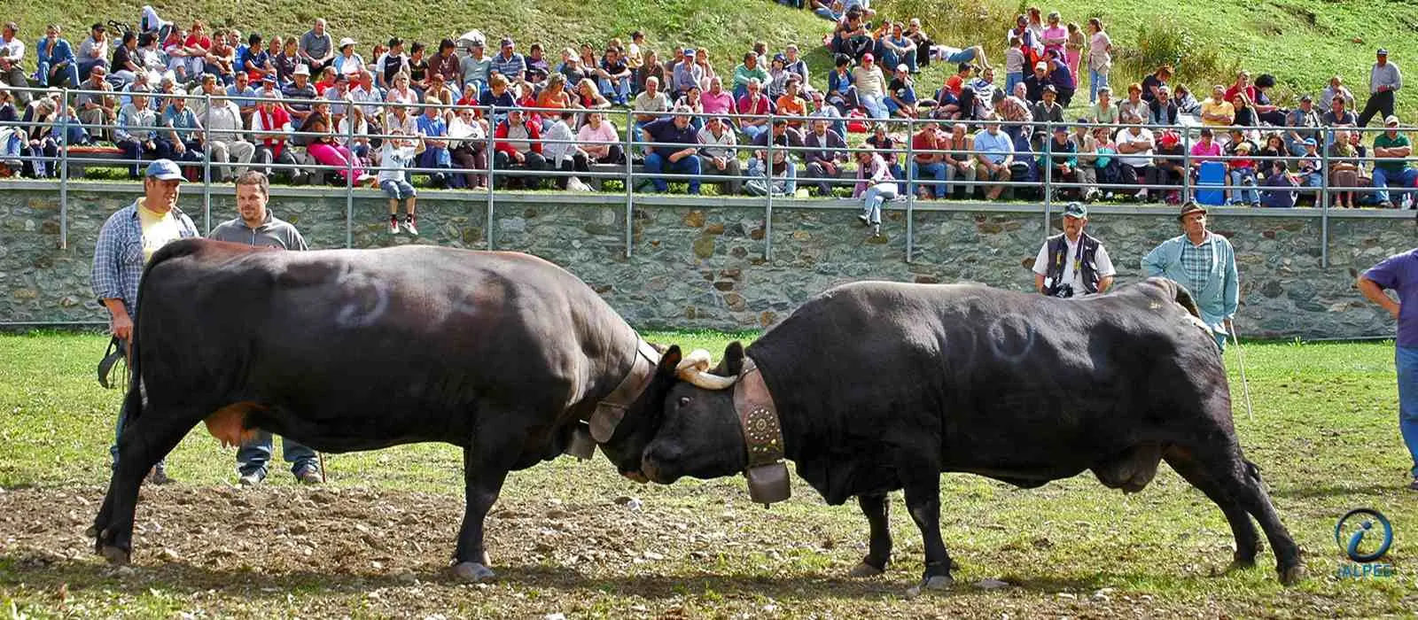 Batailles de reines à valgrisenche