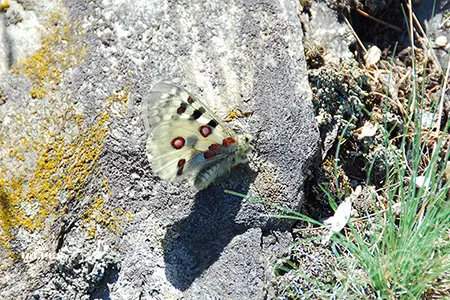 Jardin alpin Paradisia, Apollon