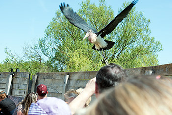spectacle parc des oiseaux