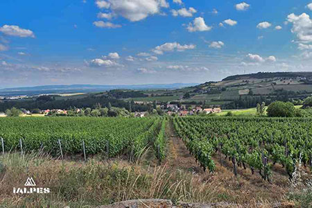 Vignoble du Revermont