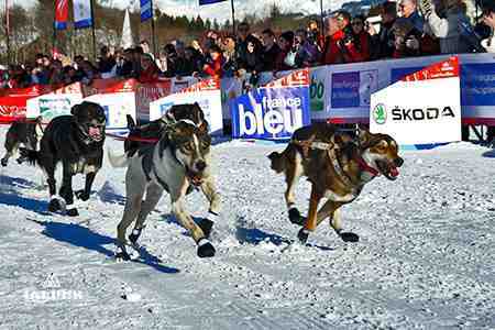 La Grande Odyssée, chiens de traineau