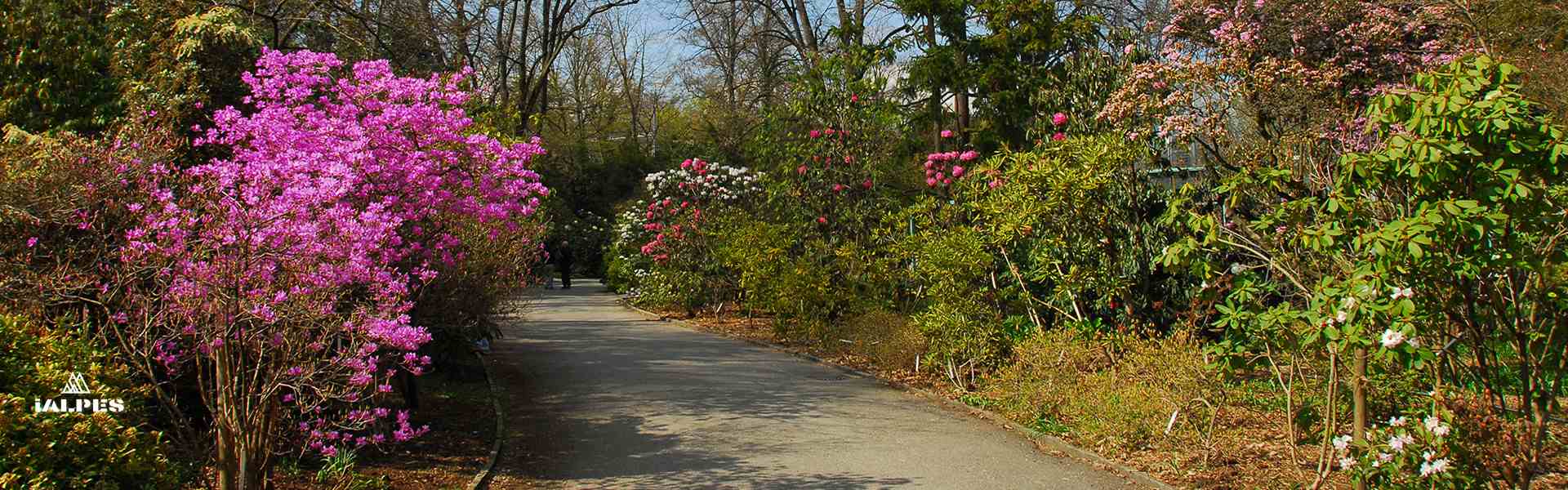 Jardin Botanique, allée