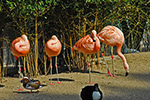 Flamands roses, Jardin botanique, Genève