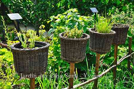 Les plantes