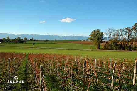 Vignoble genevois