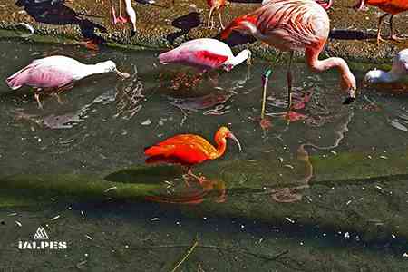 Parc des oiseaux, Villards-les-Dombes