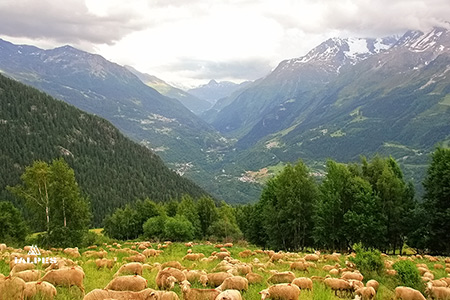 Savoie: Panorama du Petit Saint-Bernard