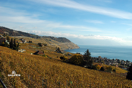 Epeisse, Vignobles, Vaud