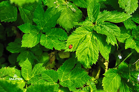 Jardins en Isère
