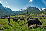 Inalpe nendaz-Siviez, Suisse