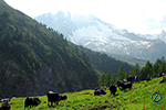 Inalpe col de l'Ars, Suisse