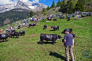 Inalpe  à Randonnaz, Valais