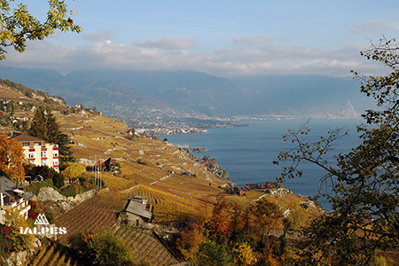 Vignobles de Lavaux, Suisse